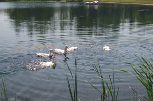 Ducks swimming in fishing pond